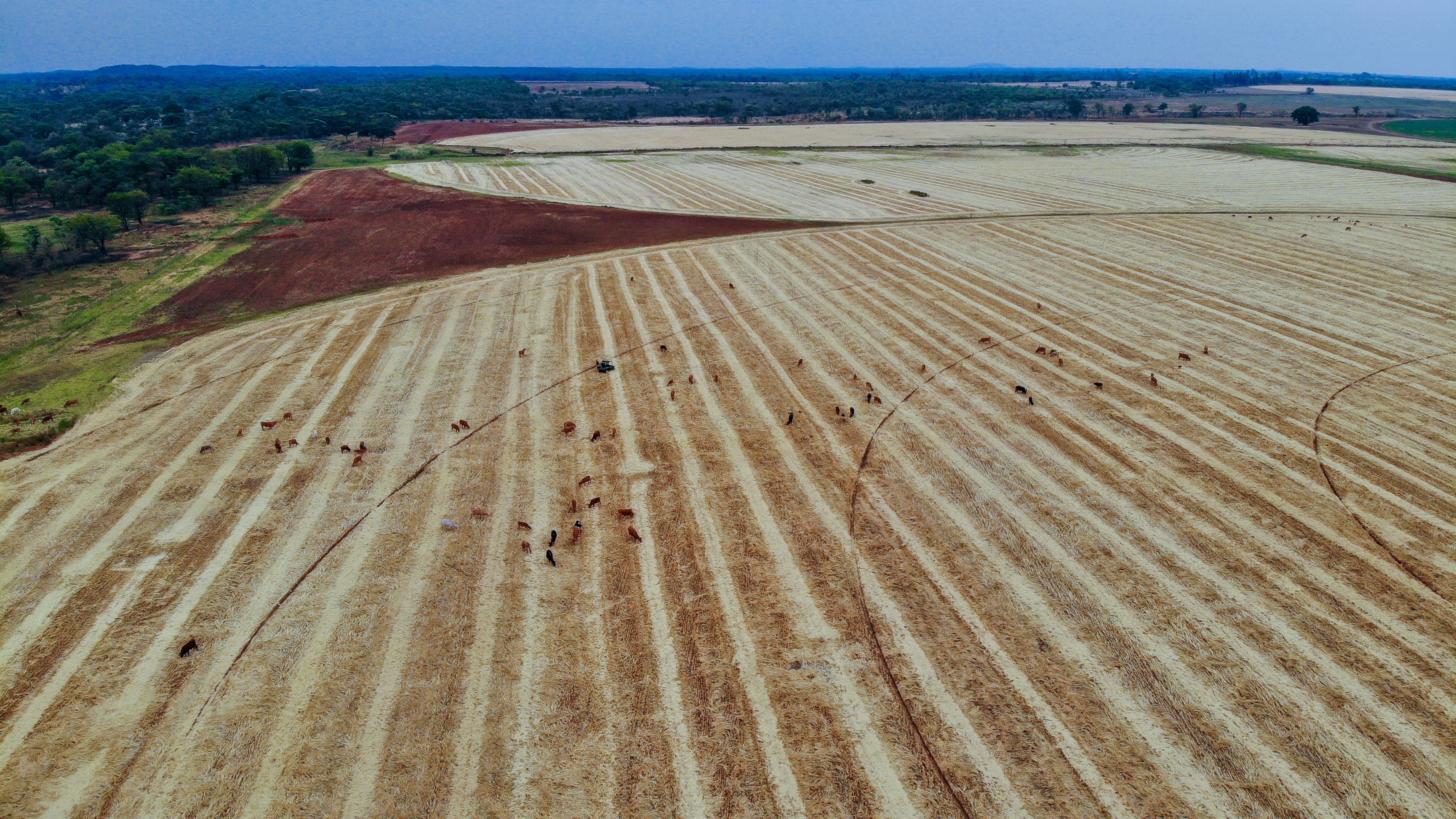Rotational Grazing at Kwasamaita