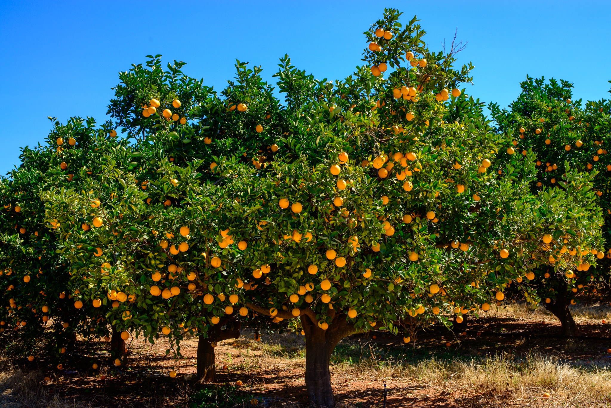 Citrus orchard at Kwasamaita